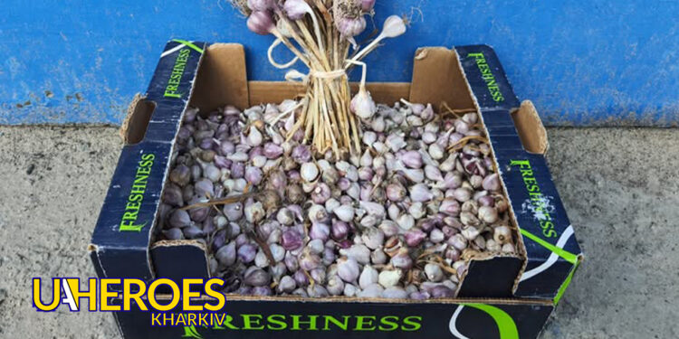 🍞 Сало з часником — смачна підтримка для наших захисників, - Волонтерський центр допомоги "Люботин SOS"